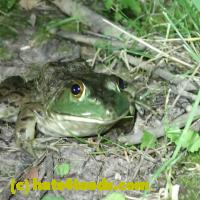 /home//u458753944/public_html/sourcegallery///Frogs/More bullfrogs/P7010202.JPG
